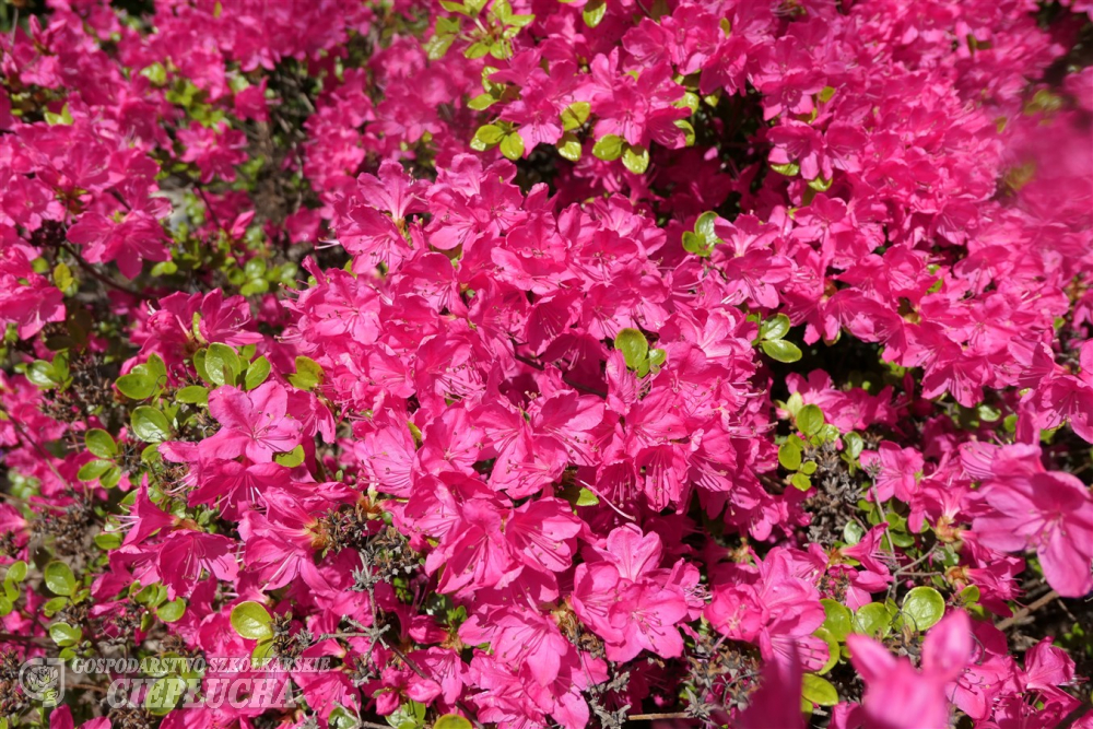 Азалия японская Кермесина